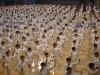1000 personas demostrando Taichi
